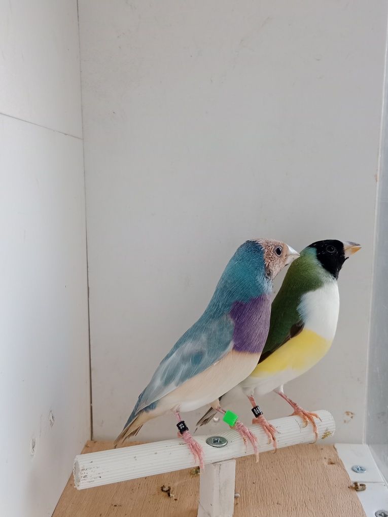 Casais de diamante de gould