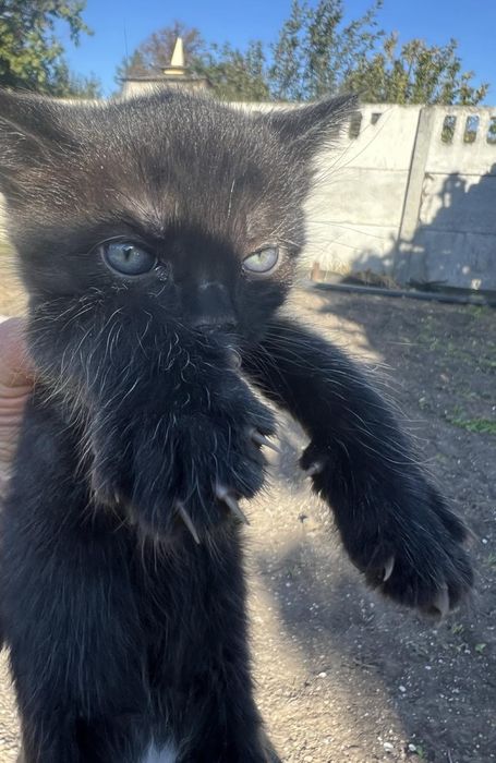 Кошеня простячок ну дуже гарний.