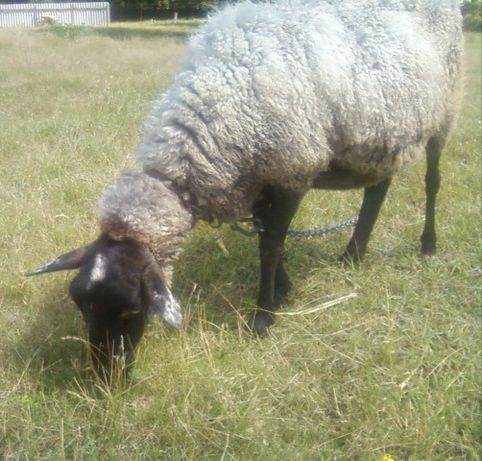 Романівська овечка. Вівця. Баран.
