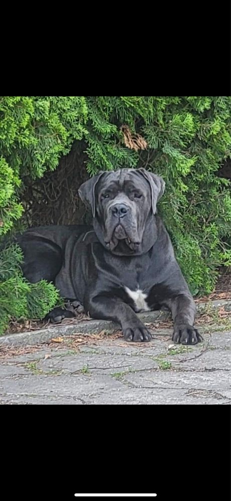 Cane Corso Piękna suczka już do odbioru
