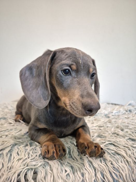 Jamnik miniaturowy piesek