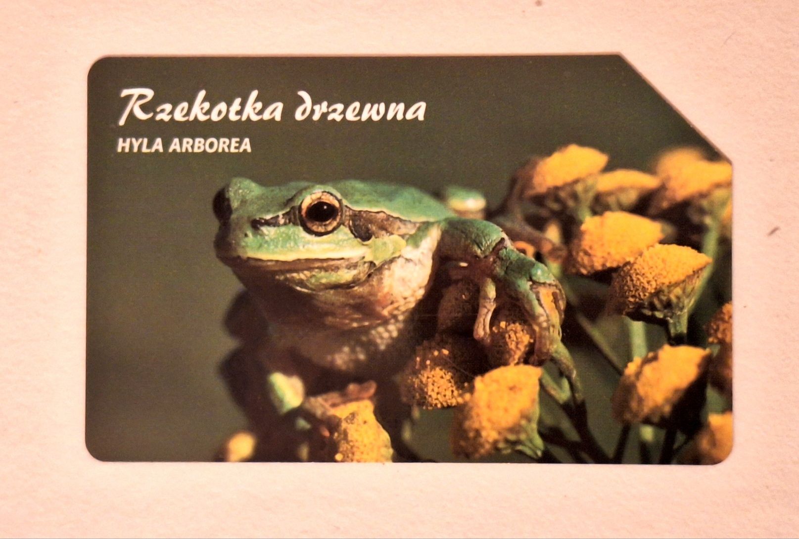 Karta telefoniczna TP S.A. rzekotka drzewna