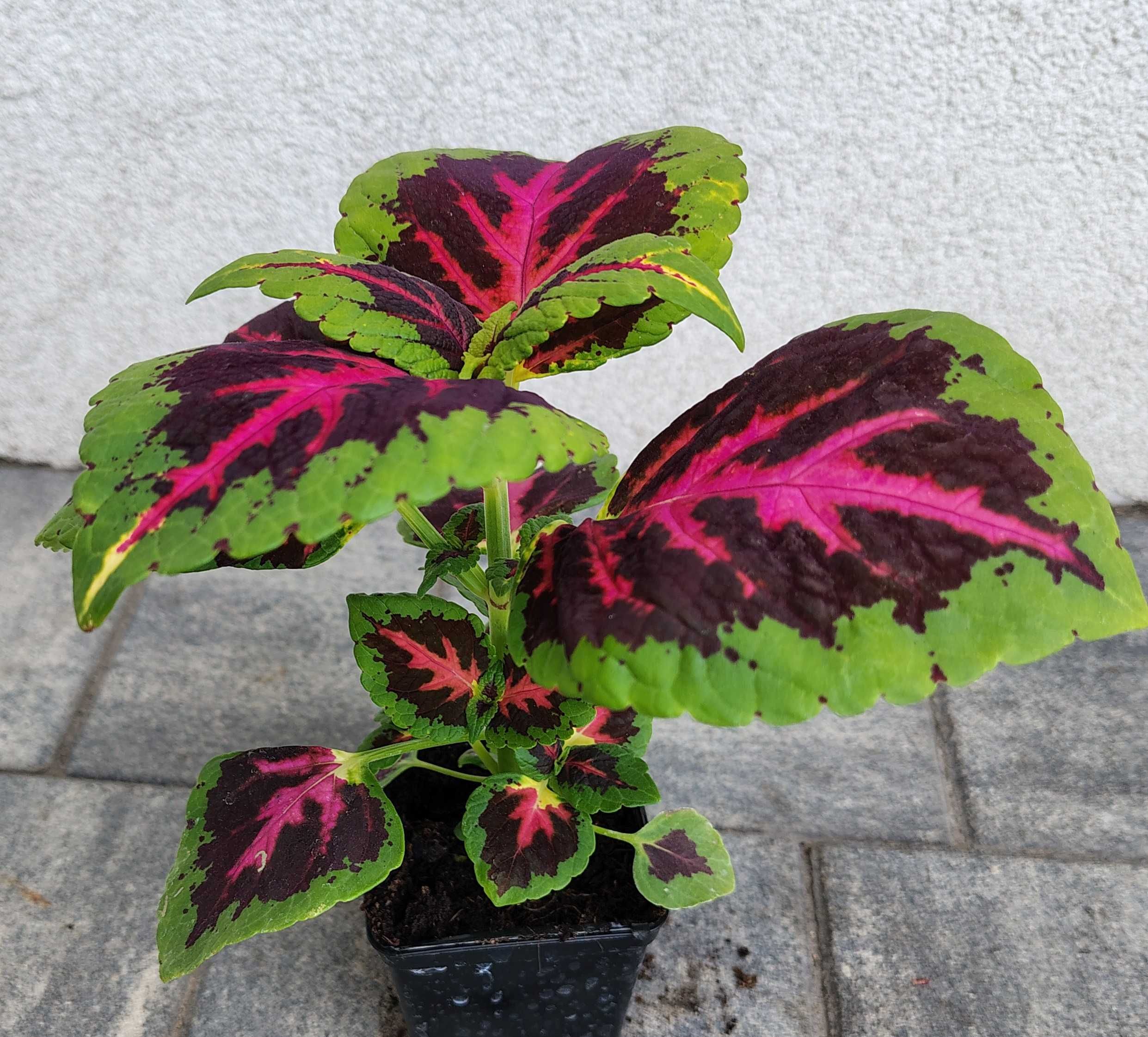 Koleus Pokrzywka Rainbow Color Pride do domu i na balkon