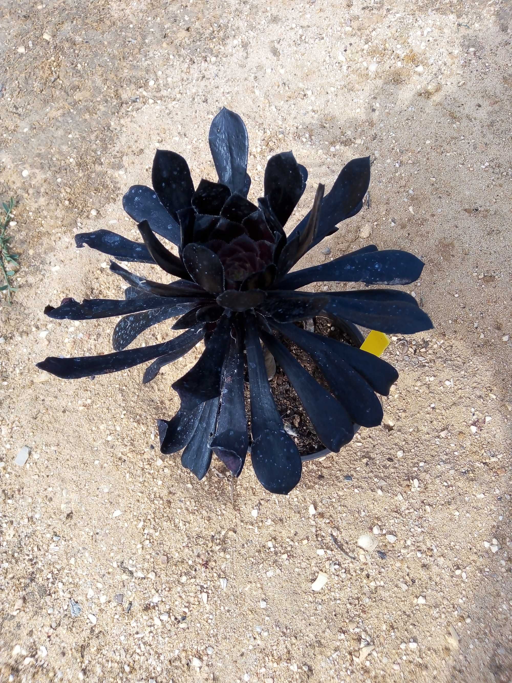 Aeonium Zwartkop