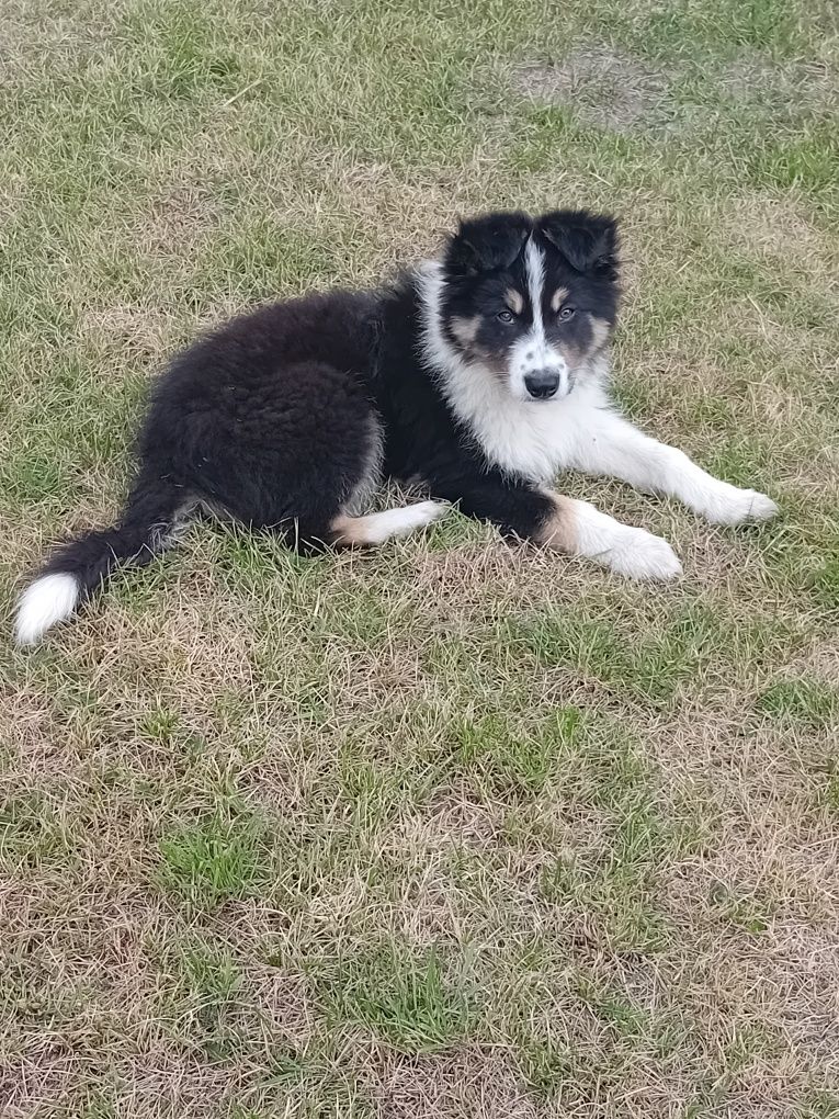 Border collie pies