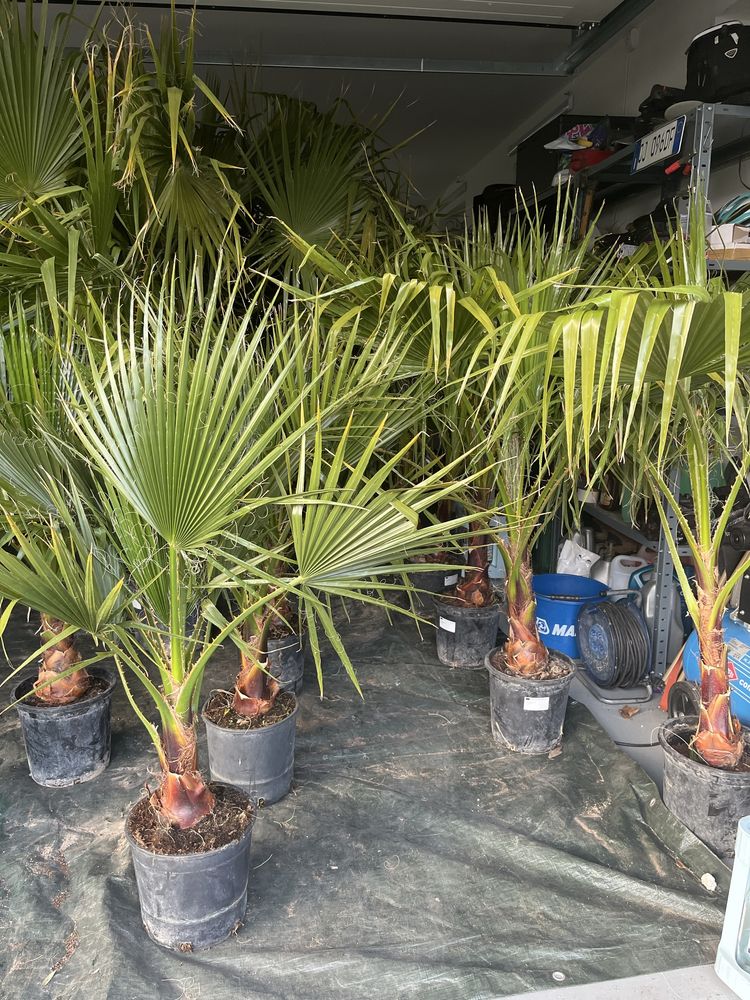 Palma Waszyngtonia Robusta Washingtonia