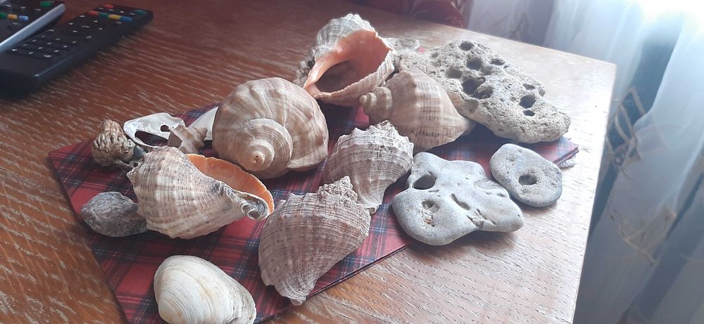 Ракушки морские 1 кг