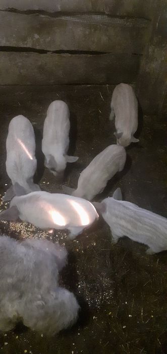 Венгерська мангалиця поросята домашні