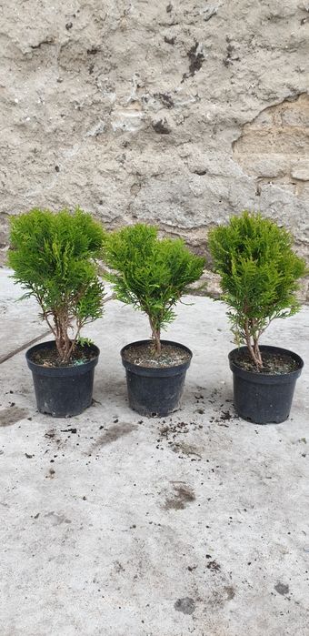 PROMOCJA! Szmaragd Thuja occidentalis Żywotnik zachodni 110cm!