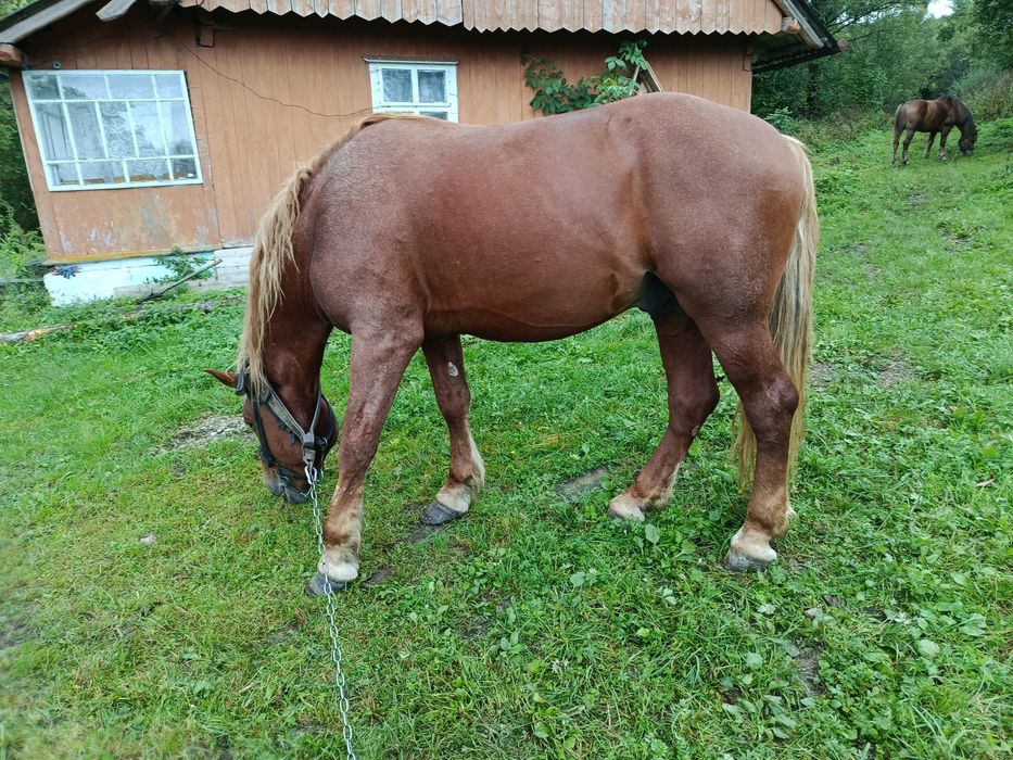 Продам сильного коня