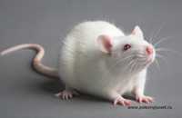 лабораторные белые мыши
