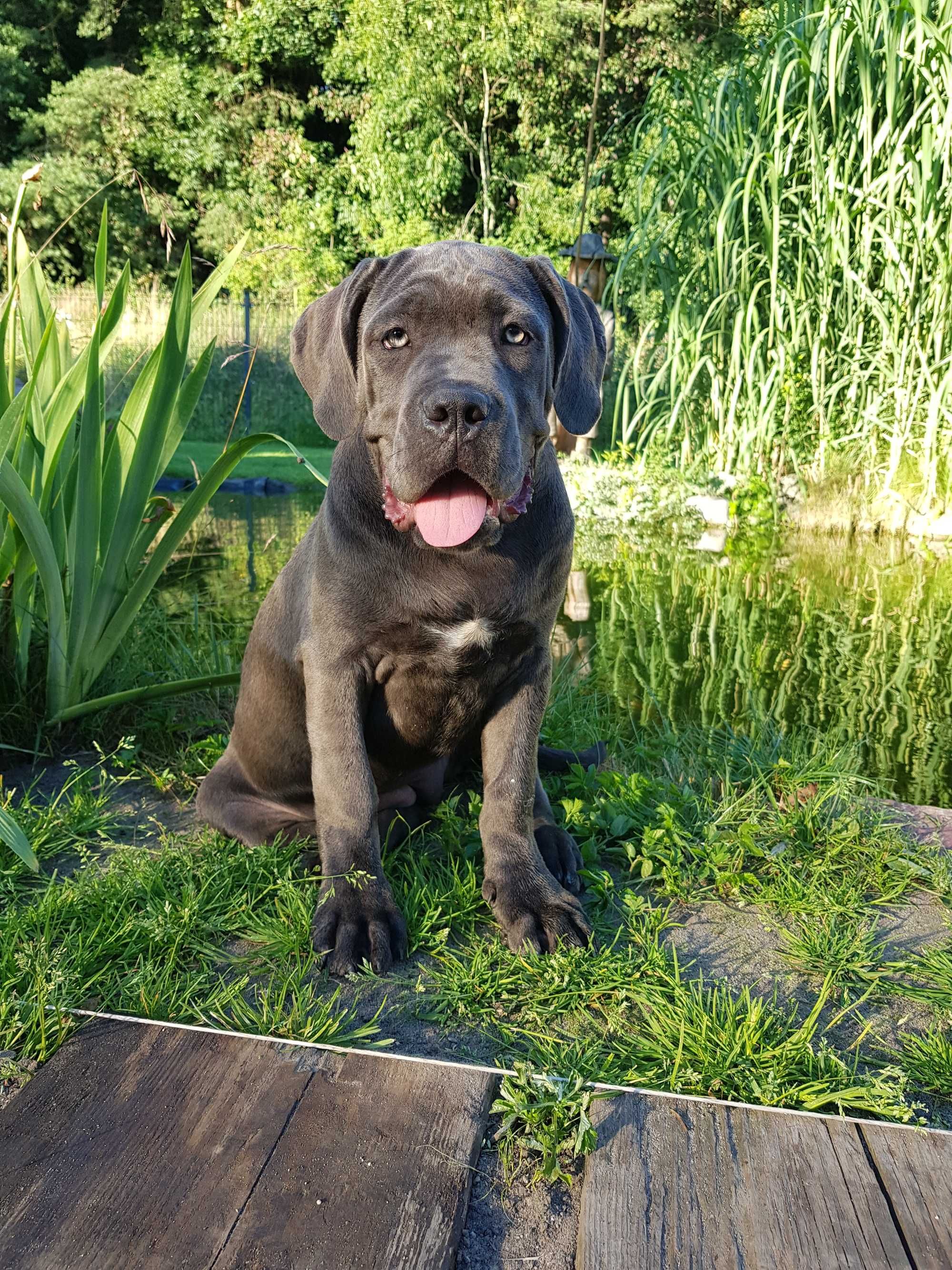 Sunia Cane Corso ZKwP / FCI