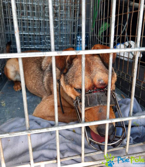 Bronek skrzywdzony piesek szuka kochającego domu