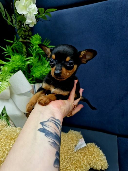 Pinczerek miniaturowy ratlerek sarenka z legowiskiem I wyprawką