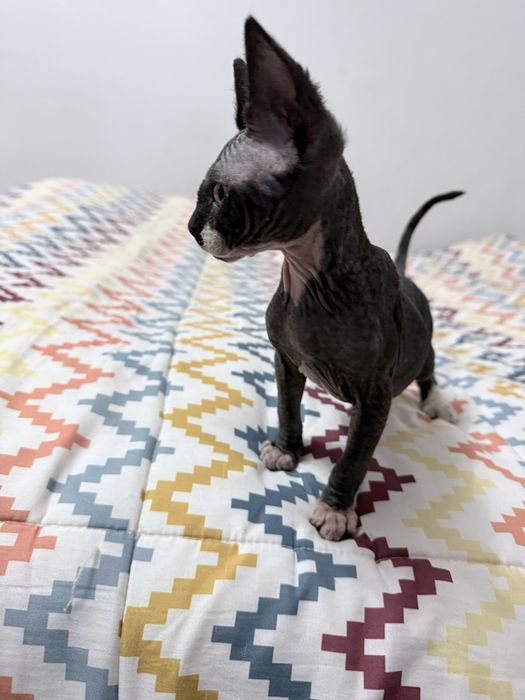 Sphynx macho pronto para entrega