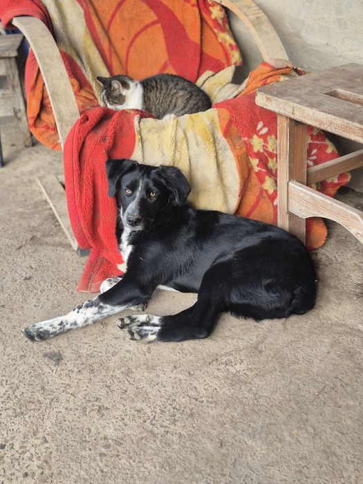 Метиси курцхаара