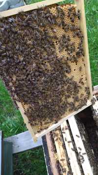 Rodziny pszczele,odklady