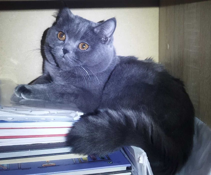 Вязка Британских котов