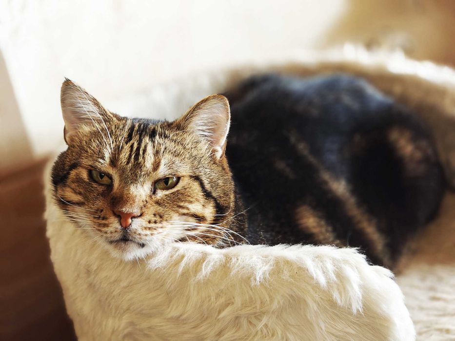 Няшний котя Меркурій дуже чекає на свою людину, 2 роки