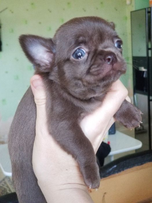 Мини Девочка чихуахуа
