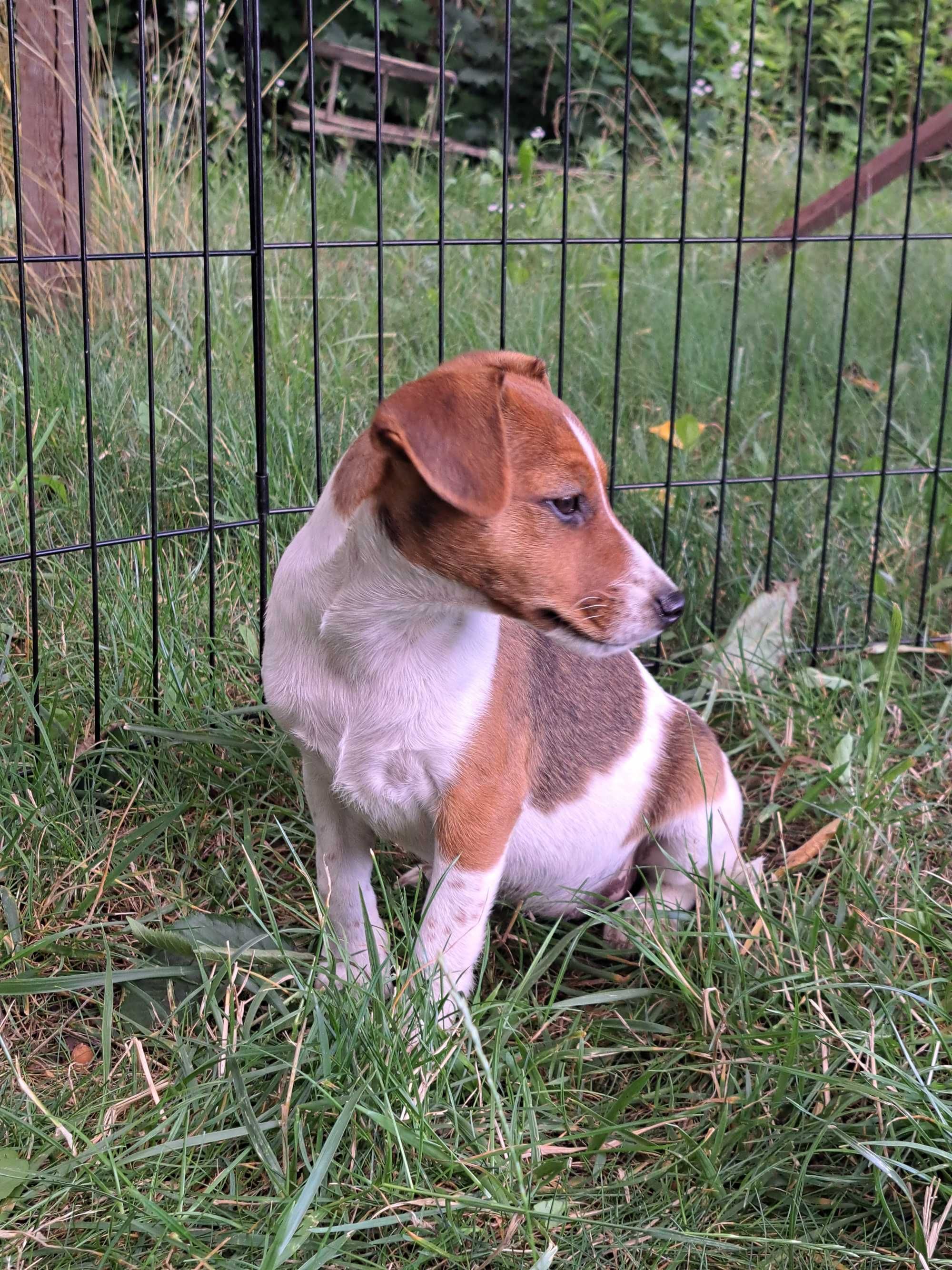 Jack Russell Terrier suczka rodowód