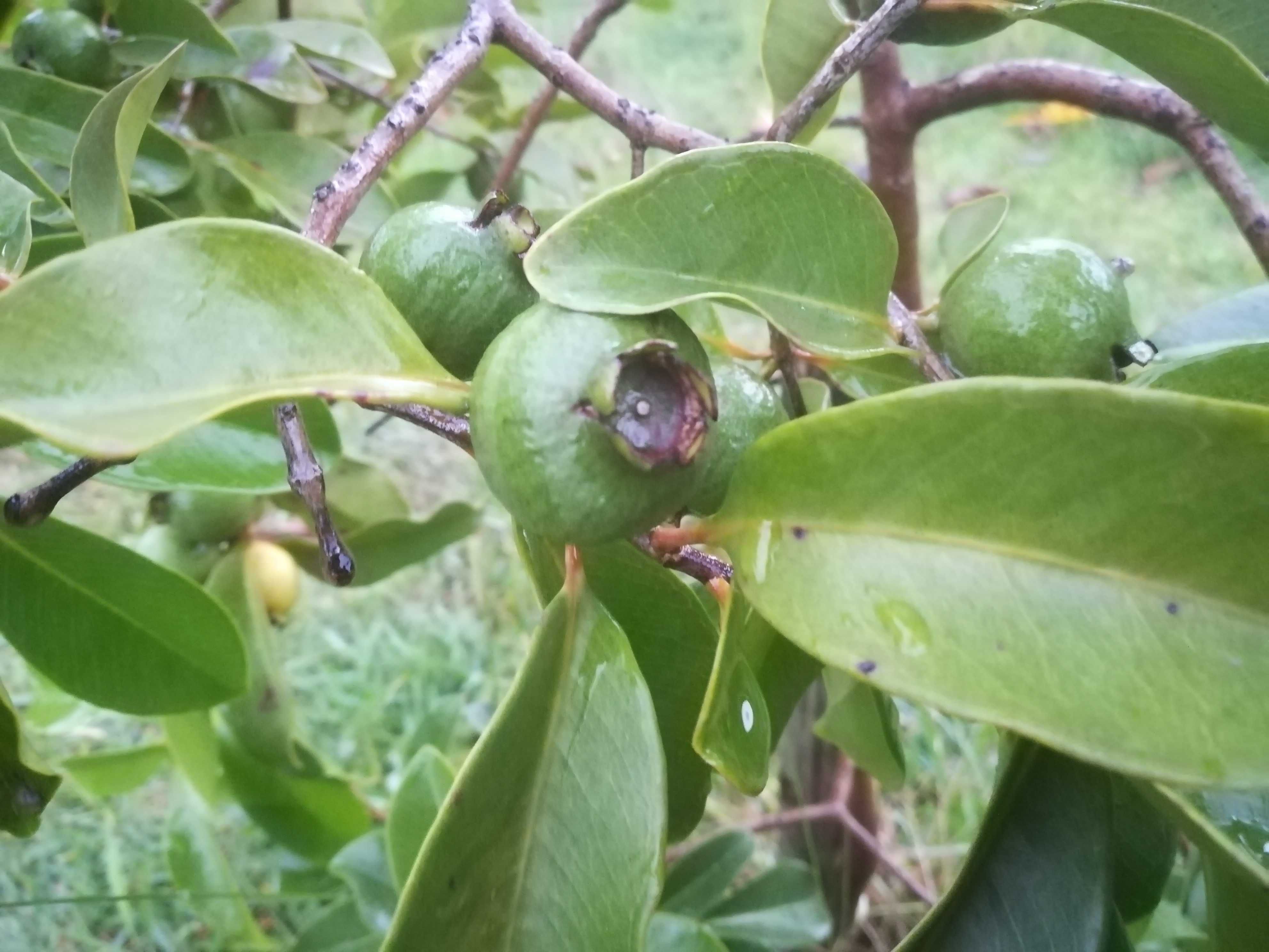Araça da Restinga – Psidium Nutans