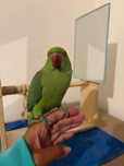 Ring Neck Verde