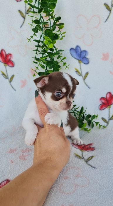 Excelente mini chocolatinho Chihuahua/Chiuaua de Qualidade