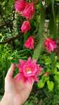 Epiphyllum epifilium kaktus sukulent