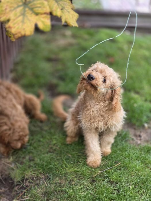 Goldendoodle f1b mini odchowany