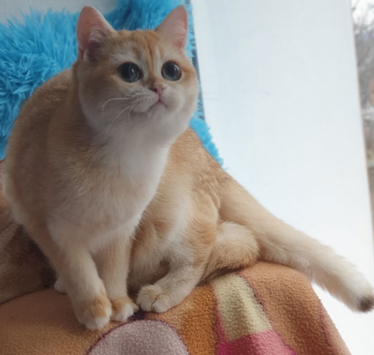 Золотая британская шиншилла шоколадная