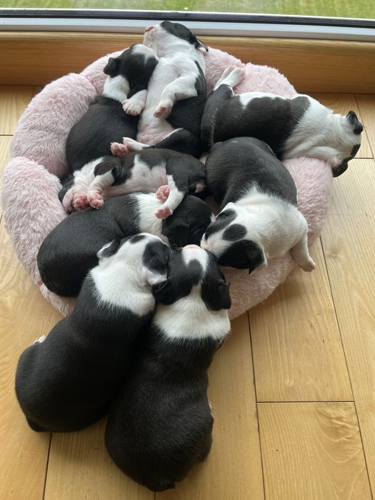 Boston Terrier - uroczy  szczeniaczek gotowy do odbioru