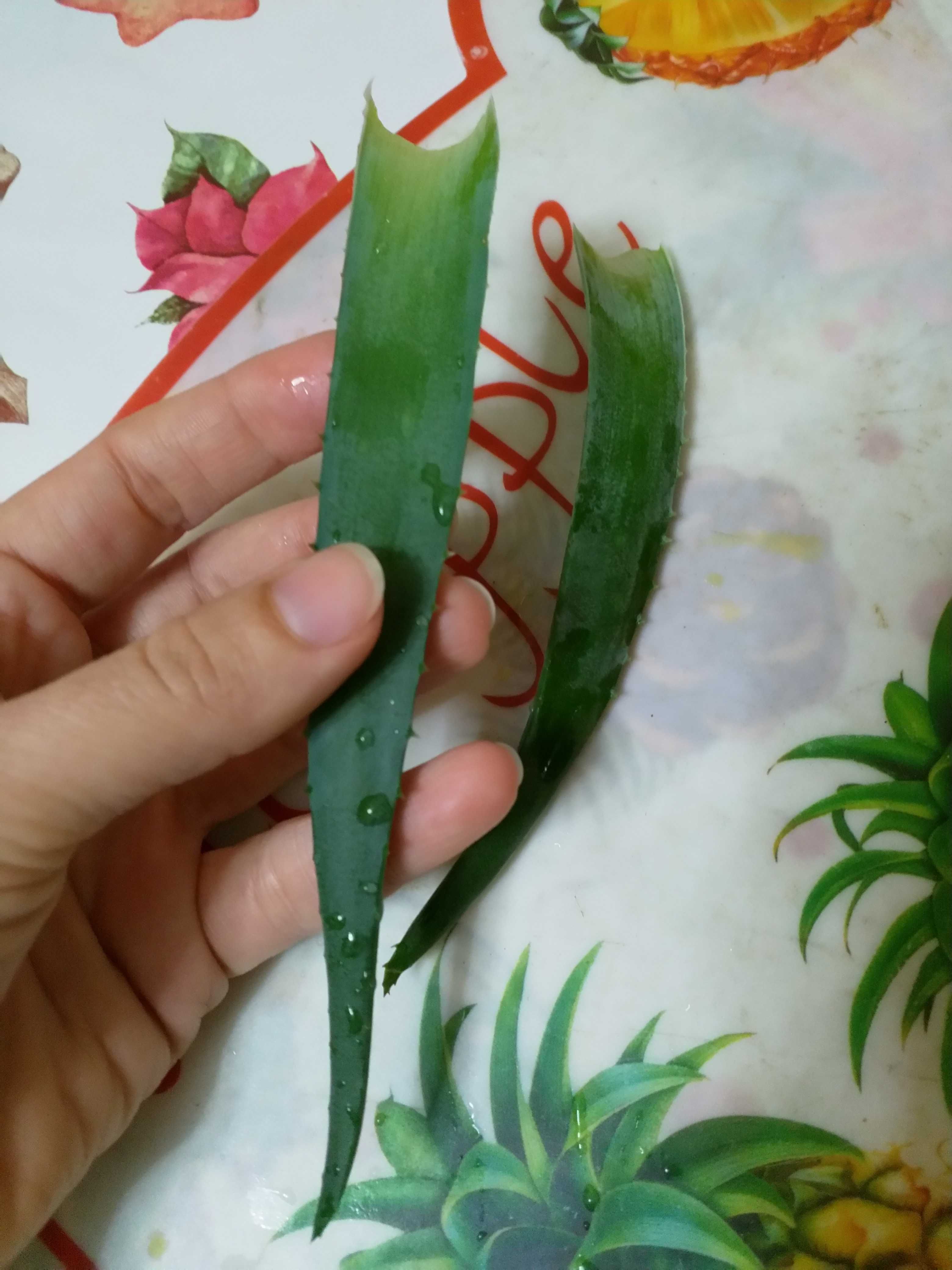 Продам листья Aloe Vera