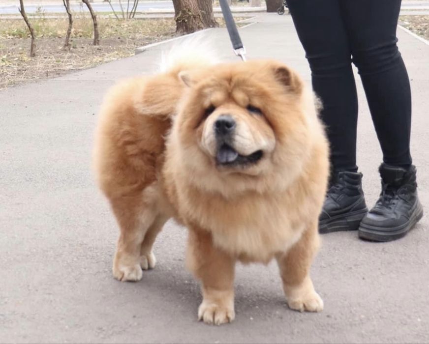 Взрослая  девочка чау чау