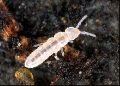 Alimento vivo Colembolo Folsomia candida Springtail Podura Seira sp