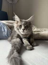 Kocur Maine Coon