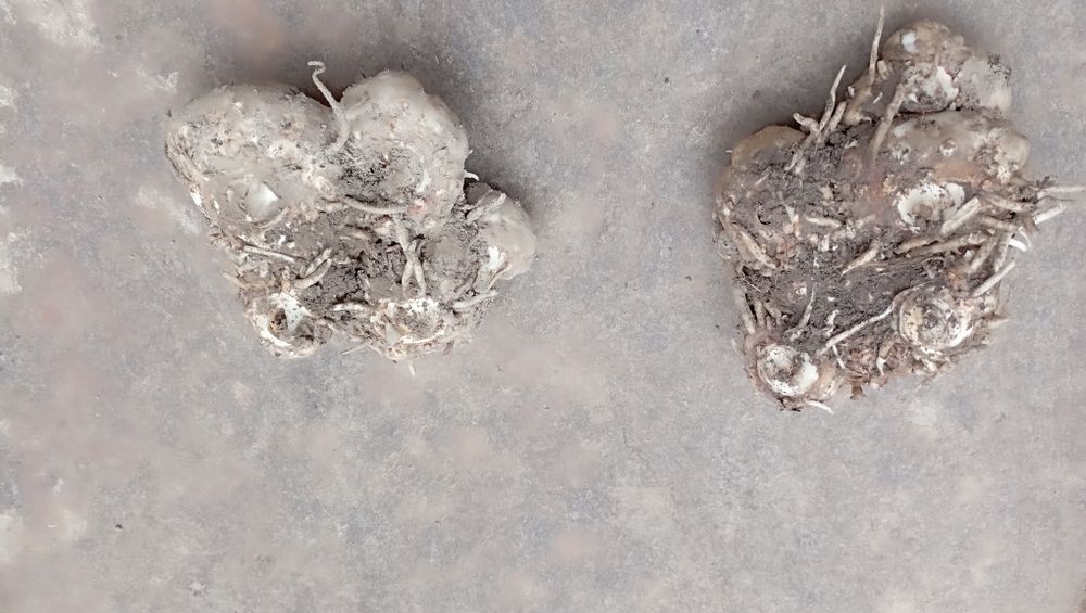 Кали затаденські, темно фіолетовий колір і сіренєвий