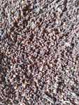 Facelia 2025 poplon
