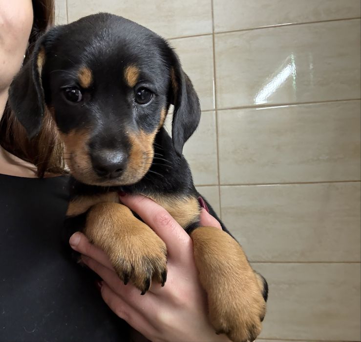 Caes bebes para adoção