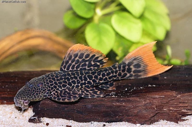 L114 Leopard Cactus Pleco - 7-8cm