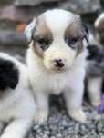 Piesek Border Collie DO REZERWACJI