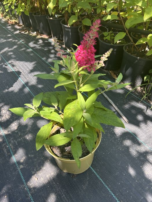 Hortensja. Floks.liatra.Anabelle.