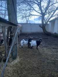 Камерунські кози