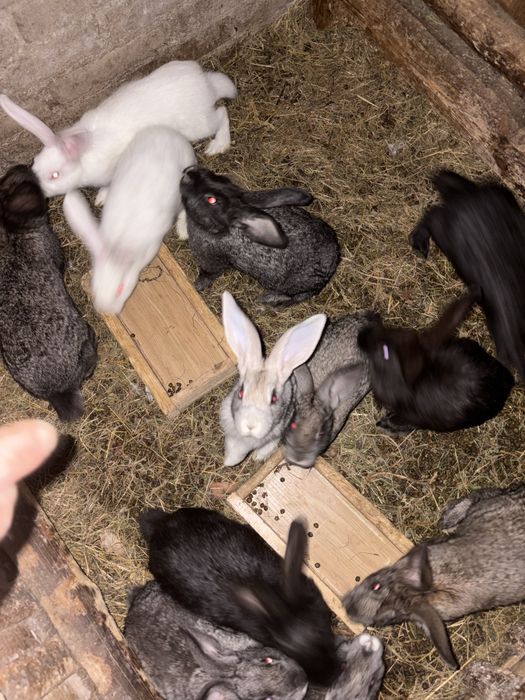 Króliki z własnej Hodowli