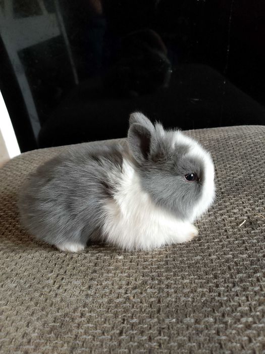 Króliczki miniaturki