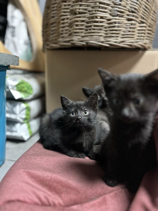 Kot europejski czarny