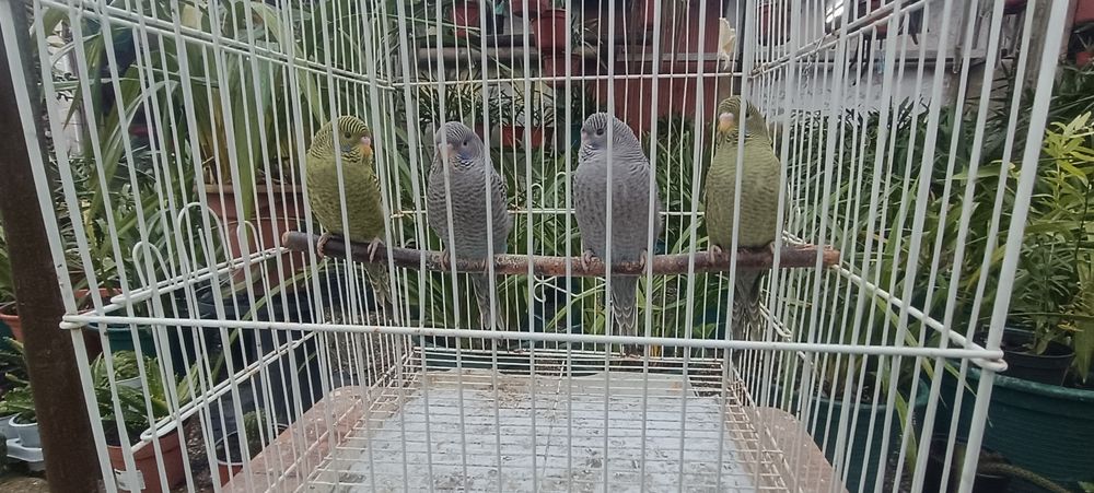 Periquitos black face