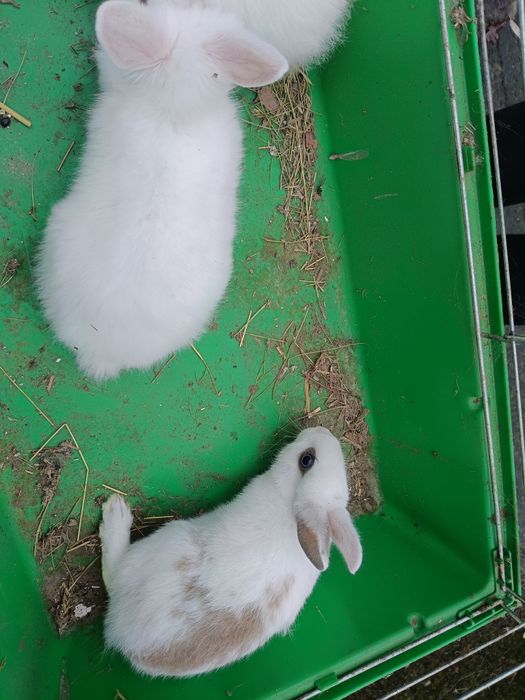 Sprzedam króliki miniaturki