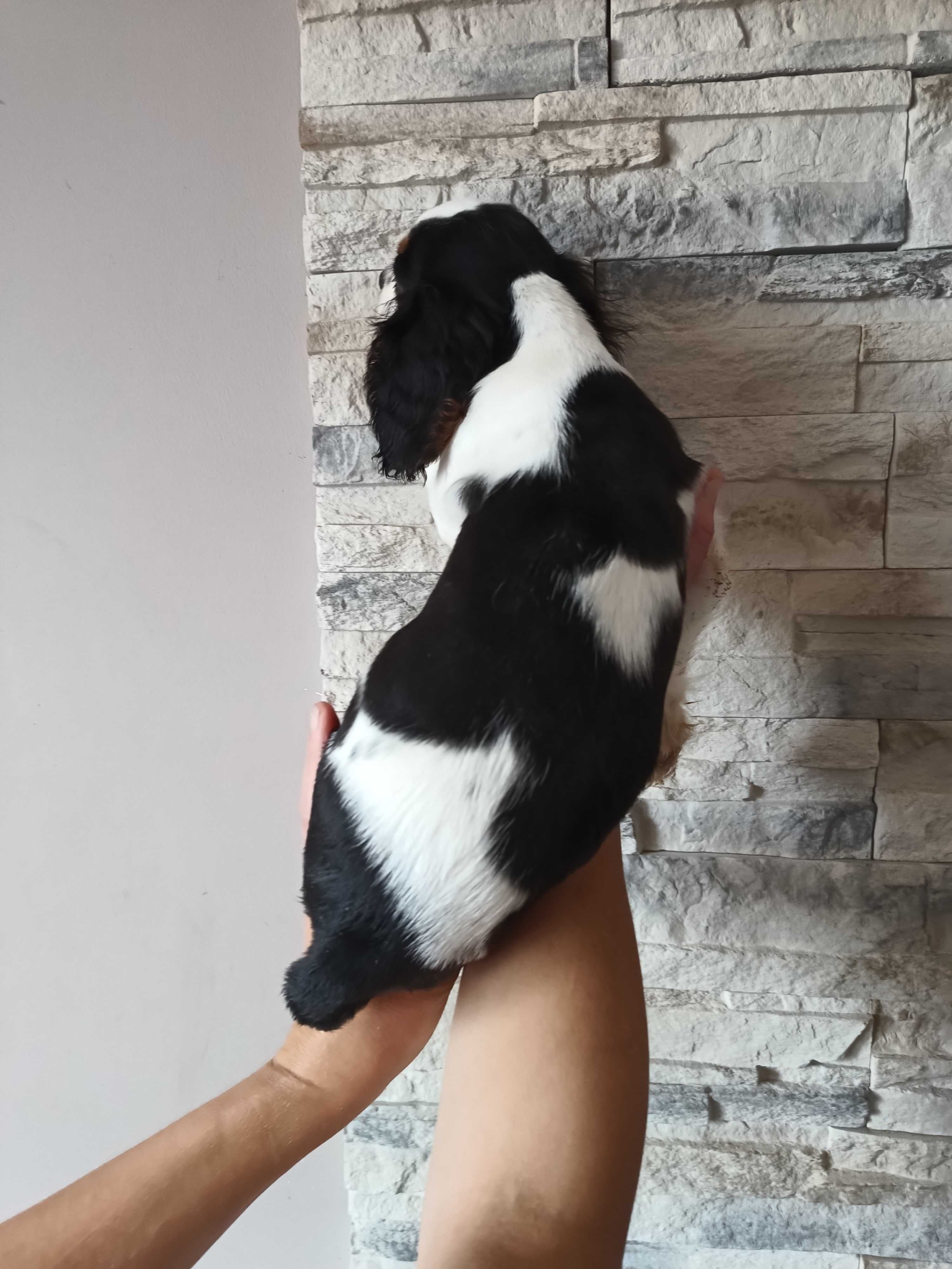 Cavalier King Charles Spaniel