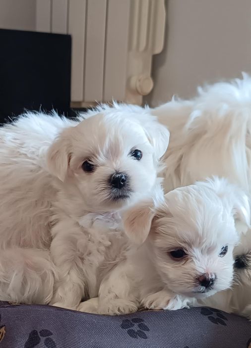 Maltańczyk mini S pochodzenie fci